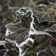 Prirodna nepogoda je proglašena uslijed izrazito niskih temperatura koje su tijekom travnja ove godine pogodile područje općina Gradina, Pitomača i Suhopolje