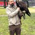 Jastrebica Špela i njezin kompić orao rastjeruju vrane u parkovima