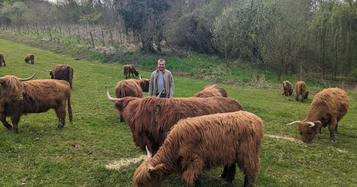 Škotsko visinsko govedo na črešnjevačkim livadama i pašnjacima | lokalni.hr