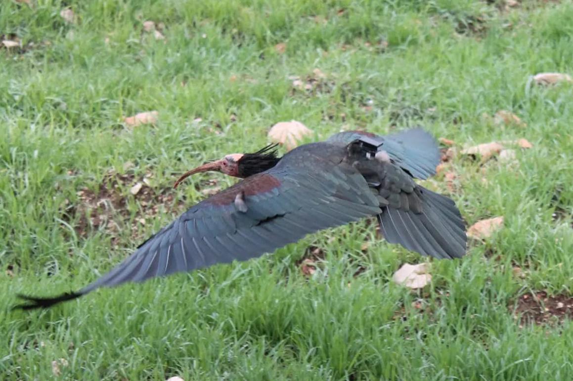 Ženka ćelavog ibisa Gipsy u dolini rijeke Neretve