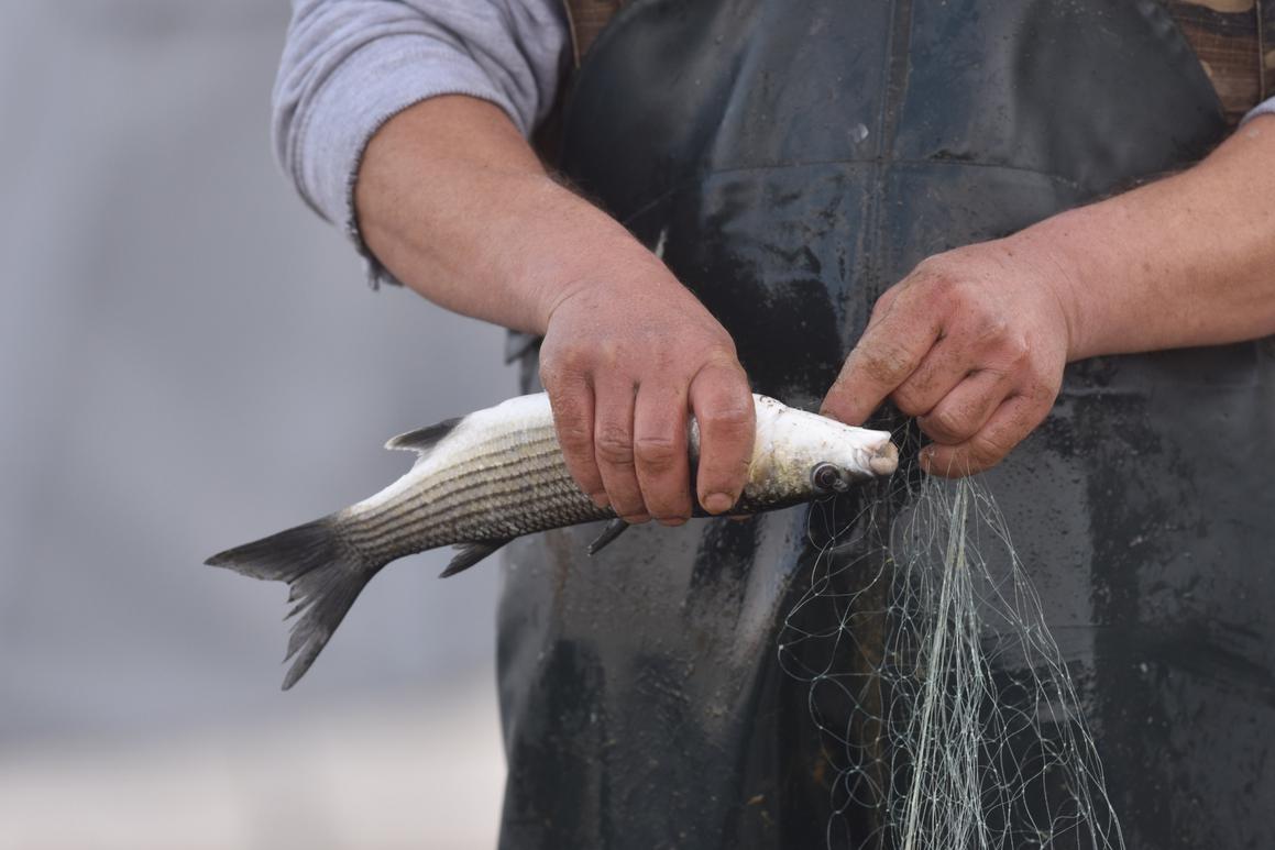 Jutarnji ulov lokalnih ribara naći će se na stolovima Šibenčana