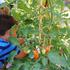 Mališani se okušali u berbi rajčica
