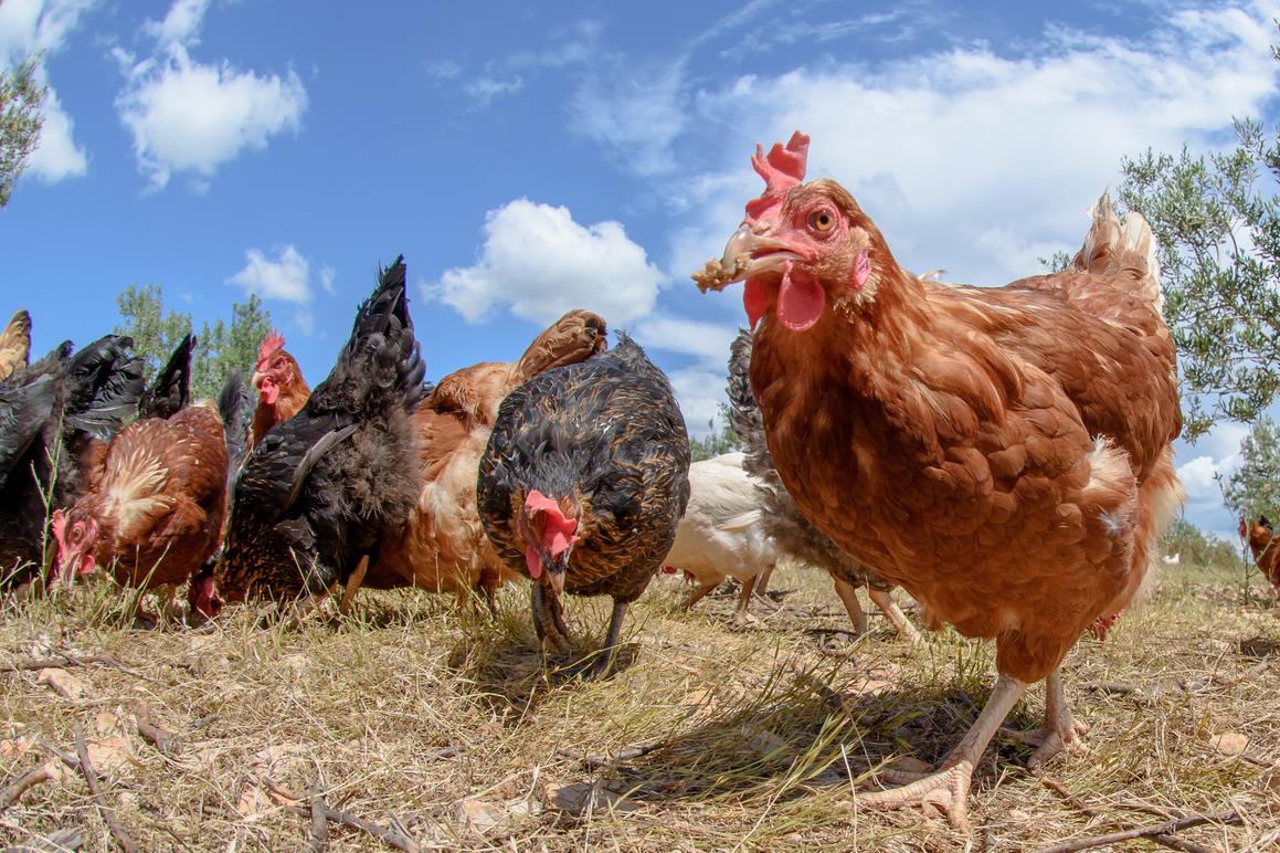 Veterinarska inspekcija pojačala kontrolu na farmama zbog ptičje gripe