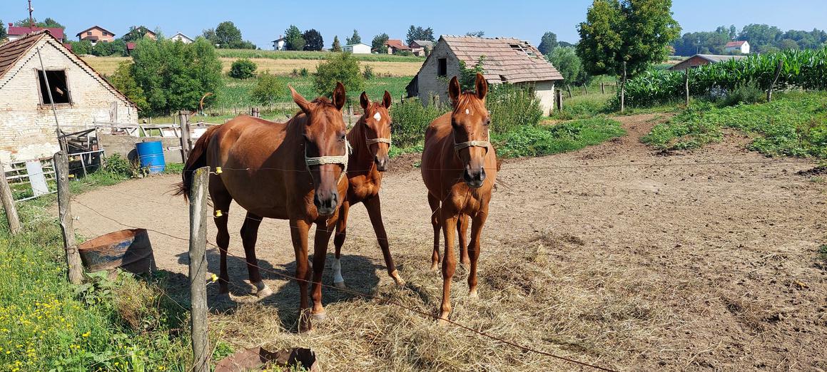 Vrednijeg konja morate kvalitetnije hraniti pa u godini pojede svoju cijenu