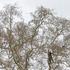 Penječi orezuju stoljetnu platanu, prvi međimurski spomenik parkovne arhitekture