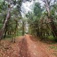Uređena šuma u naselju Bolnica