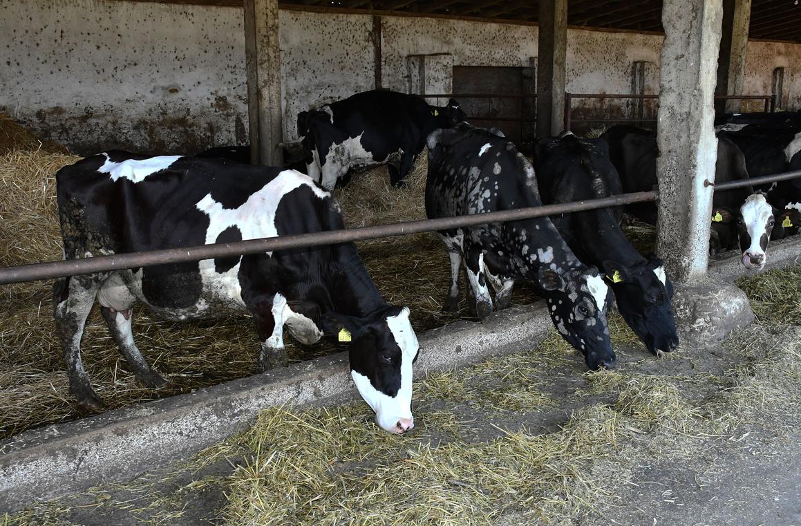 Županijske potpore za unaprjeđenje govedarstva i umjetno osjemenjivanje