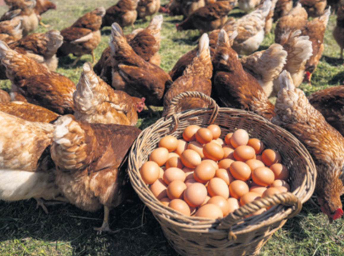 Podolar: Prodaja jaja krenula iznad očekivanja, uspostavljena suradnja s brojnim kooperantima