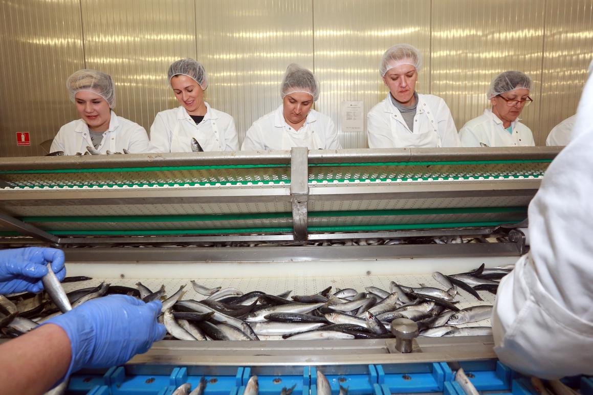 Bračke riblje konzerve na japanskom i ruskom tržištu, a uskoro će i u Kinu