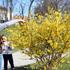 Magnolije i forzicije uljepšale proljetne dane u parkovima