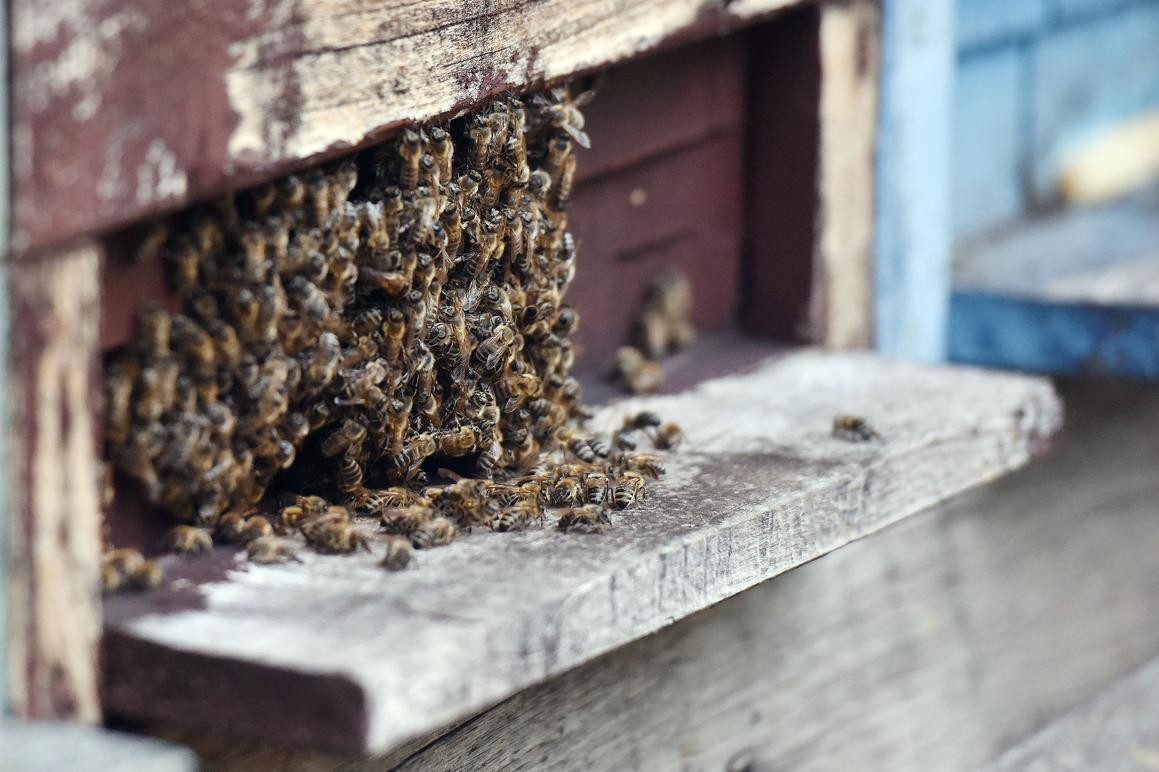 Međimurskim pčelarima država predlaže milijun kuna naknade
