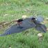 Ženka ćelavog ibisa Gipsy u dolini rijeke Neretve