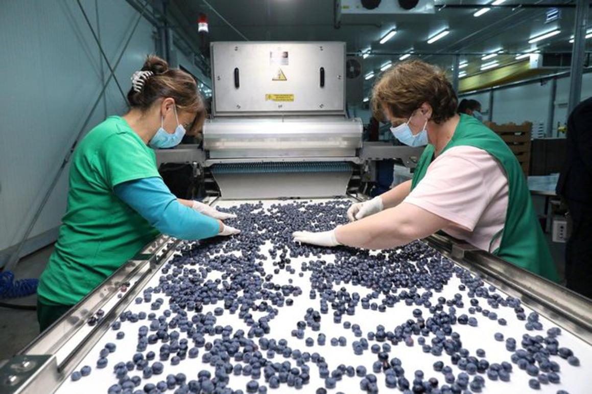 Zahvaljujući sortirnom stroju, ove godine očekujemo plasirati do 200 tona jagodastog voća