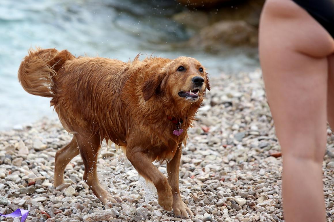 Plivački maraton pasa i njihovih vlasnika