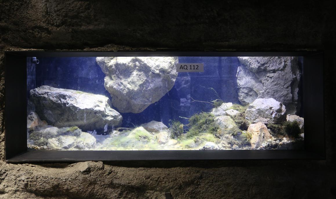 Aquatika, prvi slatkovodni akvarij s čak 40 endemskih vrsta riba, otvara svoja vrata