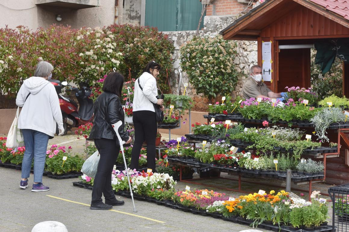 Počela prodaja sadnica cvijeća