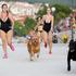 Plivački maraton pasa i njihovih vlasnika