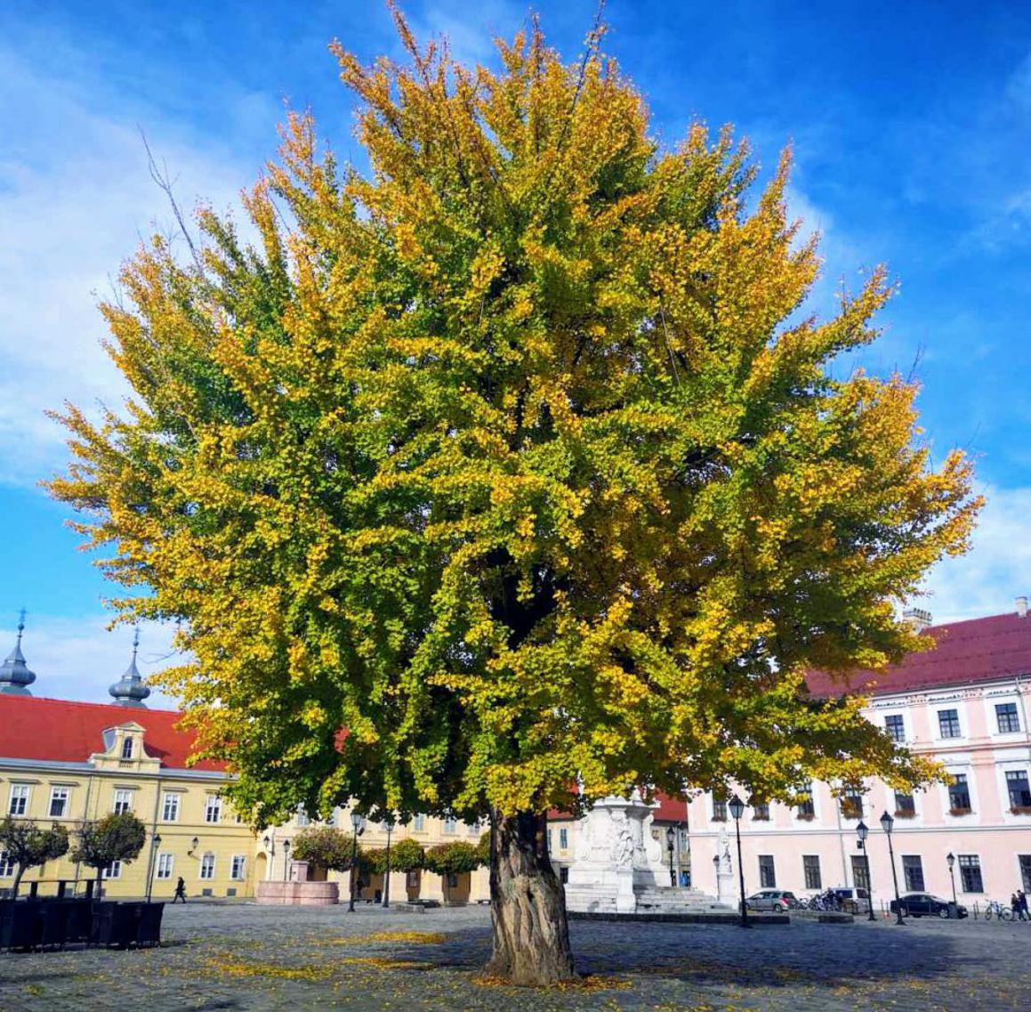 Potpora kandidaturi daruvarskog ginka za Europsko stablo 2020.