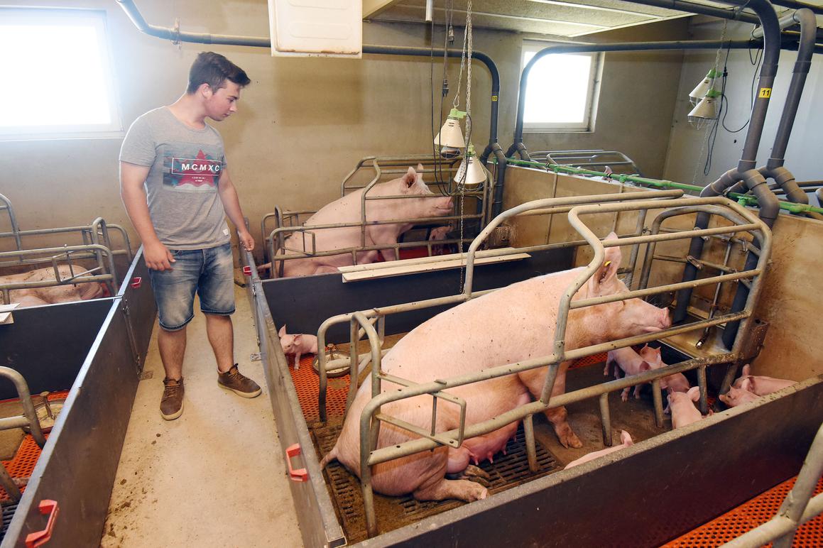 Na farmi OPG-a Vrček uzgajaju se svinje, ali i proizvodi struja